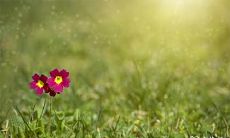 你想参加2023年2月23日、24日、25日的生日宴吗？