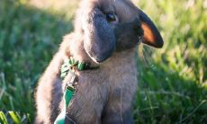 探讨2023年出生孩子的命运:是否会受到“黑兔年出生”的不良影响?