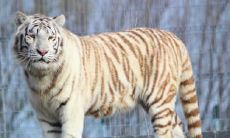 探讨属猴生虎宝宝的优劣,以及虎猴一家低价高能的财富之路