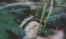 1977年属蛇人45岁生肖大难,发生了什么不幸遭遇?