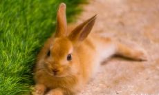 具有超越男性的坚韧和独立的态度的生肖女士,识破了任何挑战并以自主面貌展现着真正的自我!