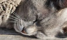 梦见猫到底是好事还是坏事?这个梦境是否隐藏着什么重要的预兆?