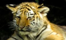 梦虎十年繁荣碰上虎十年衰败，这种观点是否确凿无疑？