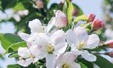 哪个星座男更喜欢卡哇伊、纤瘦型的女性星座？