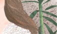 探究十二星座属鼠男生的性格特点和行为习惯