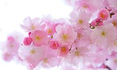 禁忌揭秘:属鼠者不能赏养哪些花草,哪些宠物慎养?