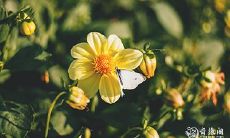 属猪人风水禁忌：不适合养哪些花卉？挑选适合属猪人的风水植物！