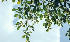 属虎人需避免养哪些花卉？属虎之人忌讳哪些颜色？