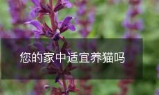 您的居所条件是否适合为宠物猫提供理想的栖居环境？