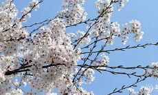 属兔人应避免养的花卉，以及最适合属兔人旺运的物品是什么？