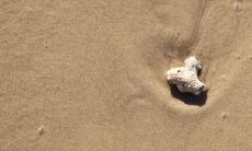 女人梦中看到满地大便是一个幸运的预示吗?