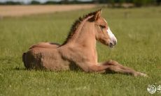 揭秘:哪个生肖男出轨率最高?探究风流多情之谜的男命八字