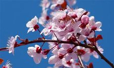 属龙的人宜禁养哪些花卉？最旺的树木必不可少！