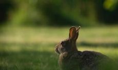 哪些手相能让你成为存款最多的生肖女?