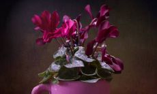 哪一个星座在十二星座中表现最容易受情绪影响?