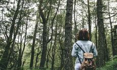 把五针松养在家庭环境中有益吉利吗？是否适合在自家院子里进行种植？