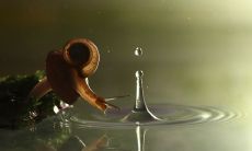 当你家里出现蜗牛时,这意味着什么?蜗牛带来的预示及其处理方法是什么?