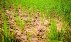 学生卧室应该放哪些植物？探讨卧室放置植物的原则与方法！