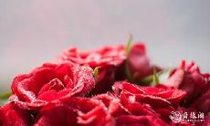 勇敢直面死亡的生肖女——探究具备天赋才华的生肖女性格特质