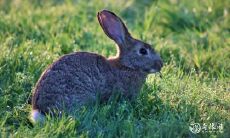 生肖中最具威慑力的男性：以原则和理性为准则的狠角色星座