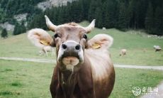 透过星座看离婚后才能过得更好的女性,哪些生肖女有离婚运气变好的迹象呢?