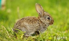 十二生肖中,哪些女性受男性特别宠爱?让你感受沉浸在甜蜜中的星座男是谁?