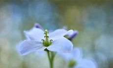 将于2023年2月12日和13日举行的出殡仪式,是否会给吉利带来好运?