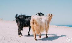 探讨生肖女中最具惊人魅力的数位佳人,来自12星座中哪位女性既有内在魅力,又有外在魅力呢?