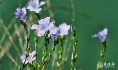 惹怒史上最可怕的生肖女,拥有双商超群的神秘生肖女的故事