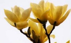 究竟是哪一个星座在十二星座中天生拥有着乐观主义者的天赋呢?