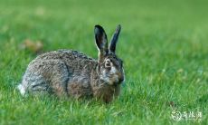 你家中出现能够光宗耀祖且有出息的生肖,这是个极大的人物征兆!