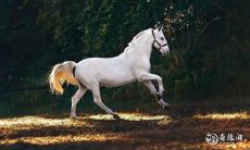 为什么在合作中属马的人不能带着马?什么样的属马合作搭档值得选择?哪些应该避免?
