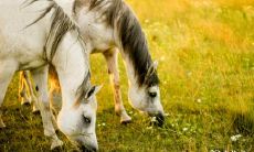 为什么属马的人不宜住在五楼?住在其他楼层会更加吉祥?