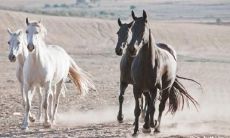 作为属马的人，是否适合尝试开设网店？那么，属马的人适合经营哪些类型的生意呢？