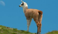 羊和狗同在一处一定会带来财富吗?探究狗羊相刑所带来的影响与后果