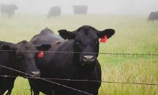 何时会出现属牛男无法放下的生肖女——命中注定的真爱?