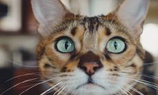 2022年虎年的乔迁:哪些生肖可能遭遇不利,如何选定适宜的搬家吉日?