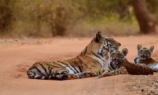 在2010年的出生月份选择中，是否应该优先考虑木虎或金虎的出生，以获得更好的命运？