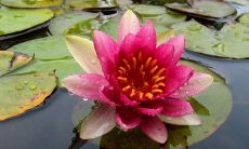 养什么植物最能增加火命人的财富?