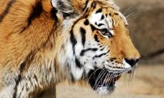 命运如何？86年出生的属虎人命运多劫难，一生可能经历哪些挑战？