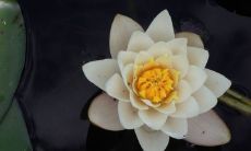 女性的“荷花命”意味着什么?听听算命师的解释吧!