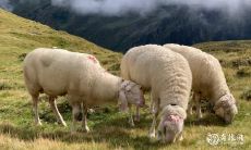 如何选择最适合属羊女孩的手机号码:探讨属羊最佳手机号码选项