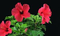 哪些星座在偶像追星方面是近乎疯狂,甚至不顾六亲不认?