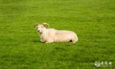 作为属羊的女士,选择什么样的玉石佩戴最为适宜?哪些种类的珠宝首饰能够更好地彰显她们的风采?