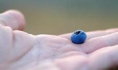 两位争斗的女人的命运如何因为她们手中持有几个不同类型的簸箕而有所改变？