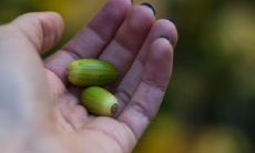 大拇指后方出现生命线的含义是什么？