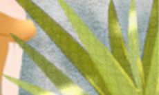 属鸡最想达成的三个心愿，不仅包含了对未来的期许，更是人生追求的真正意义！