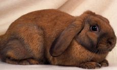 2023年兔年人是否会遭遇太岁困扰？全年运势或不稳定