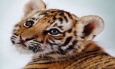 探究74年属虎的2023年本命年运势——事业状况呈绝佳趋势!