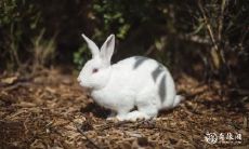 在选择住所时应注意的问题,属兔人士的运势和人生发展,以及适合属兔人居住的不同楼层注解